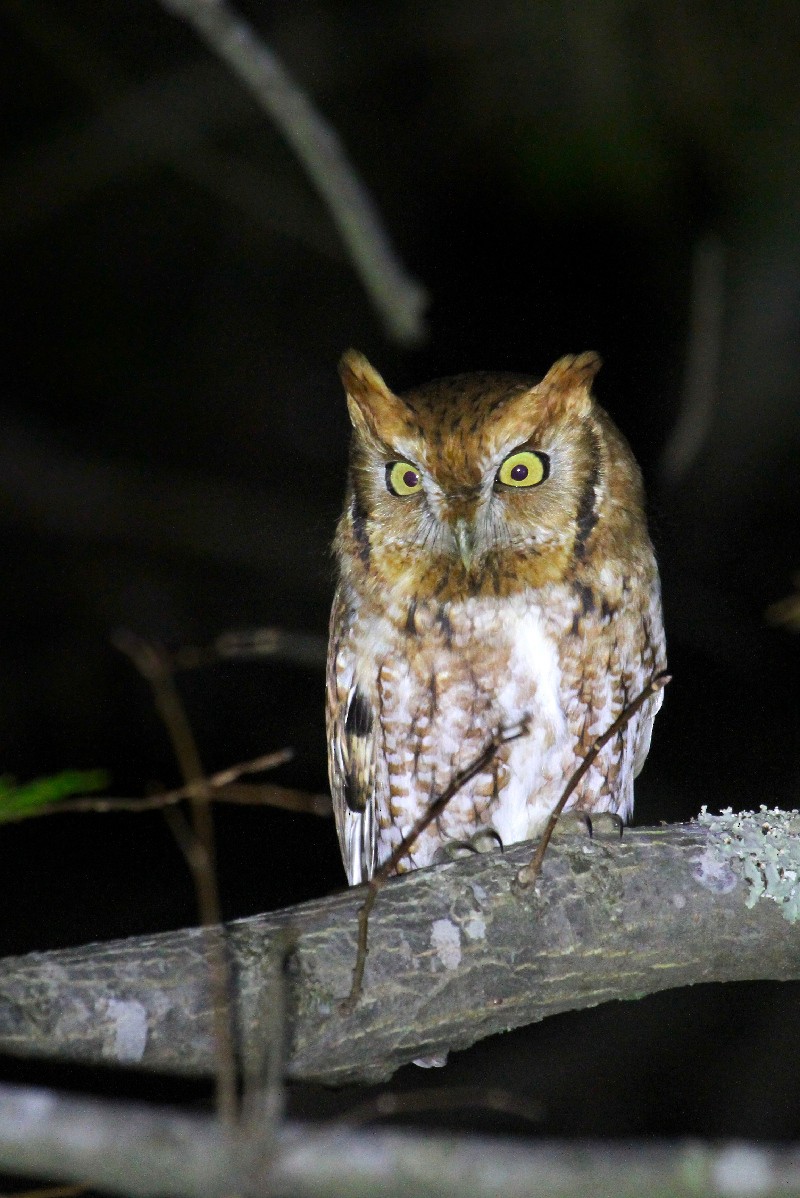 Eastern Screech-Owl - ML525844041