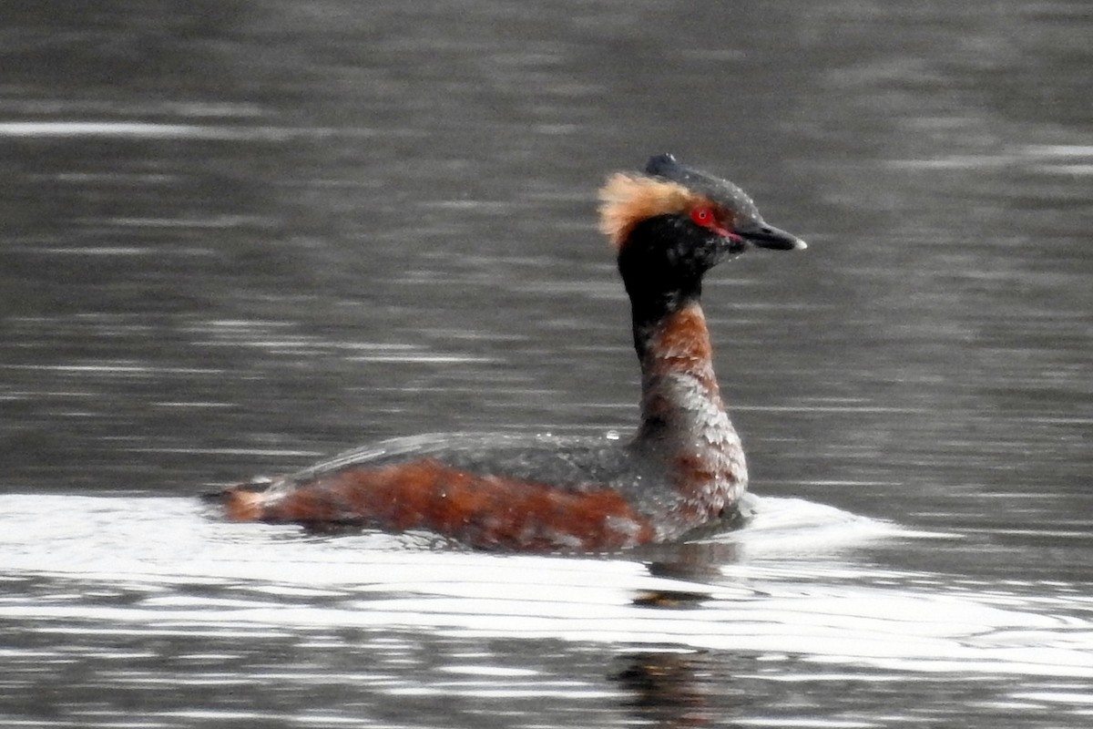 Horned Grebe - Eric R