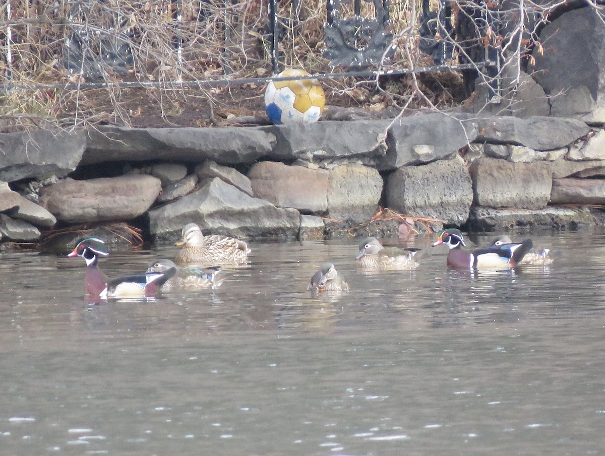 Wood Duck - ML525846811