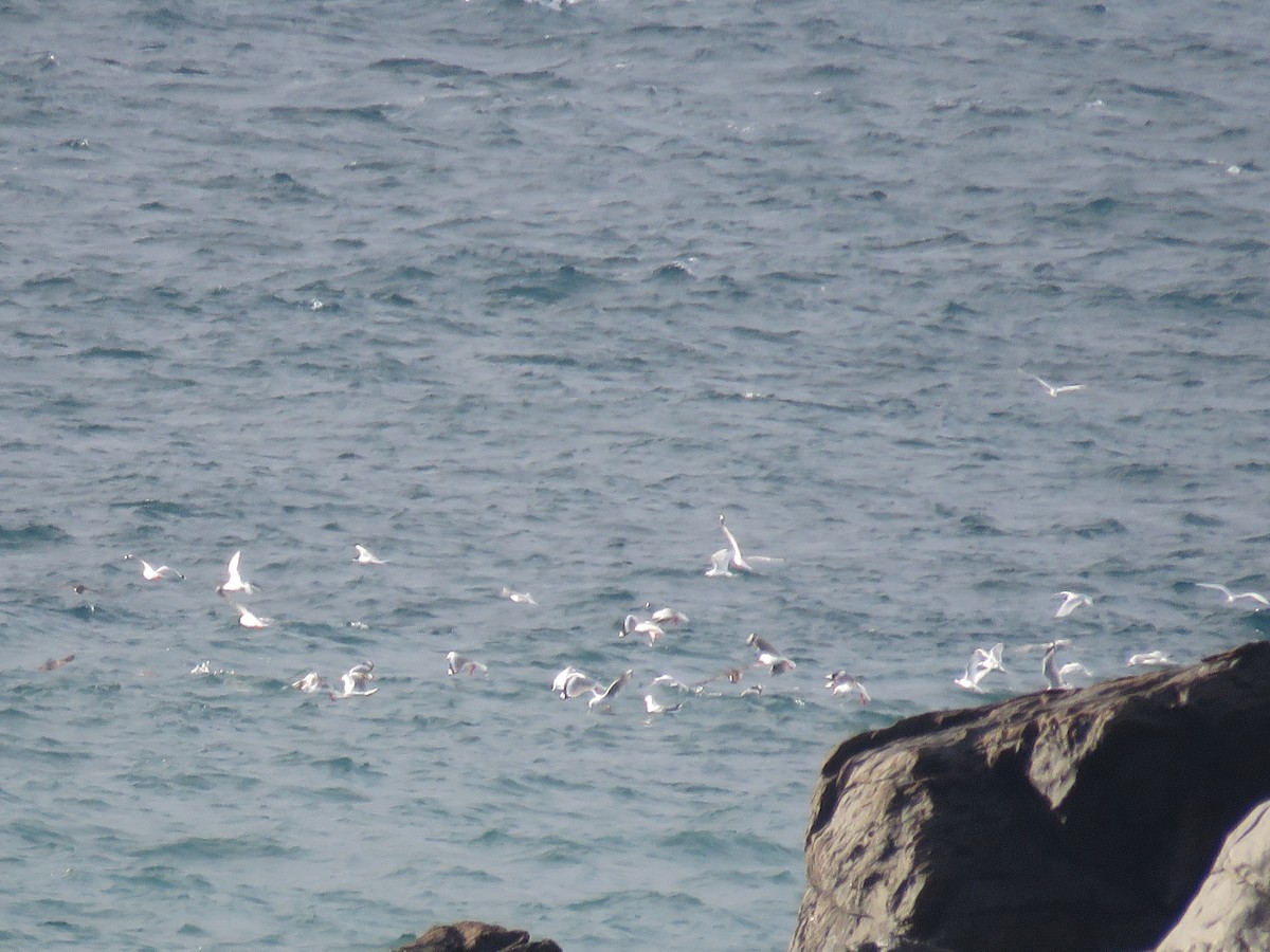 Mouette argentée (scopulinus) - ML525846821