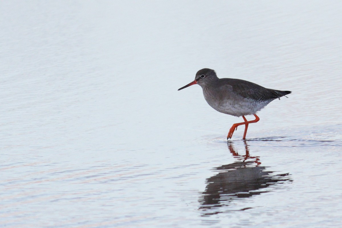 ביצנית לבנת-כנף - ML525847961