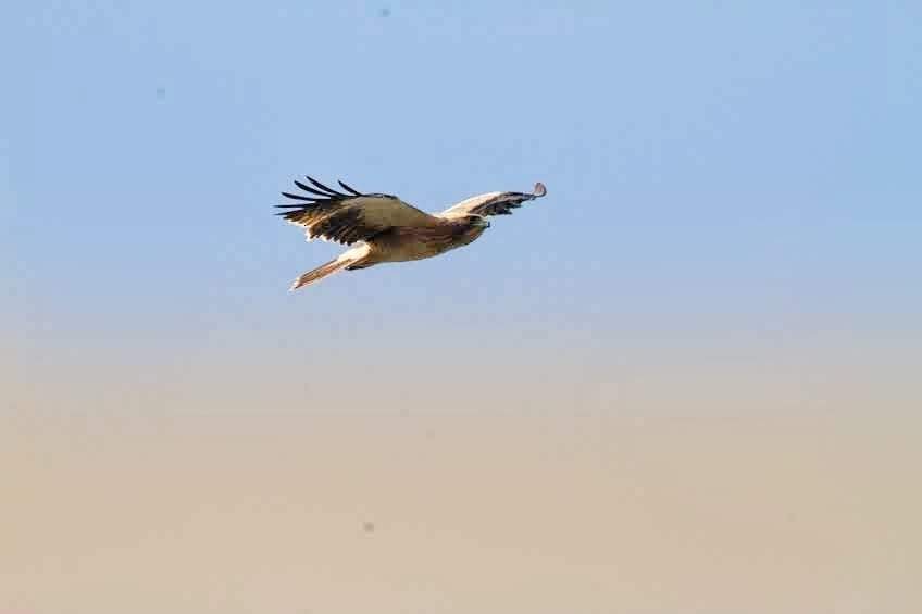 Booted Eagle - ML525848071