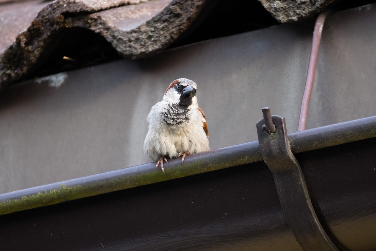 House Sparrow - ML525849211
