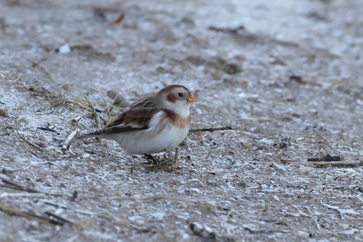 גיבתון שלג - ML525849481