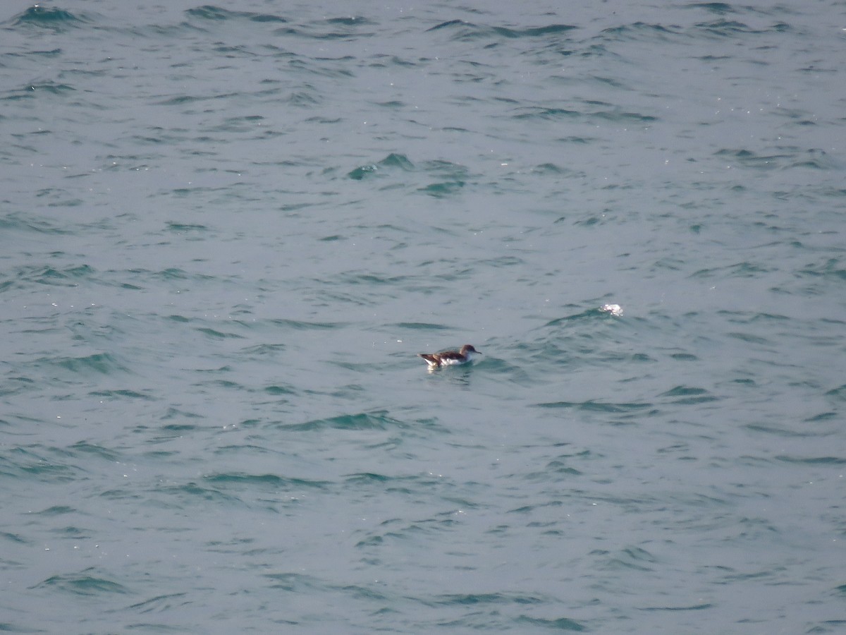 Procellariidae sp. (shearwater sp.) - ML525849491