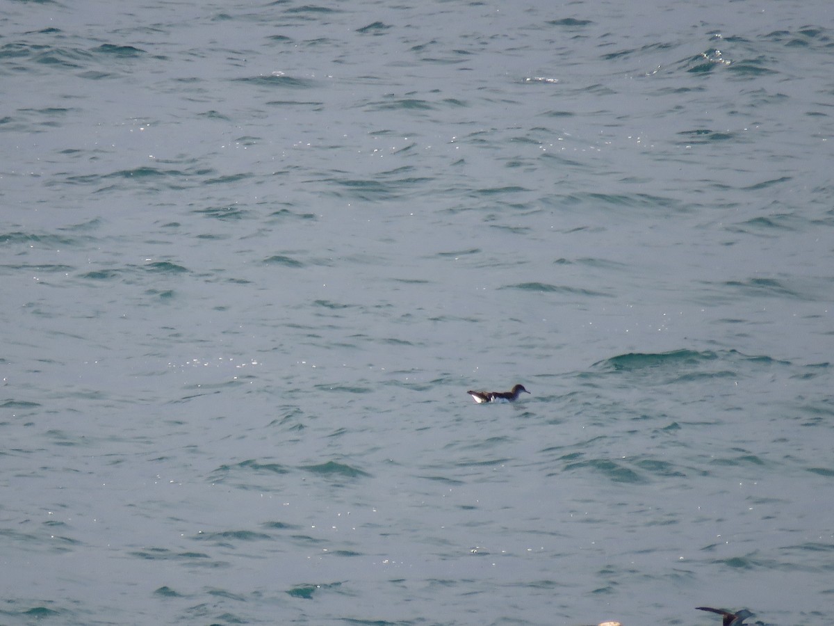 shearwater sp. - Sandy Gallito