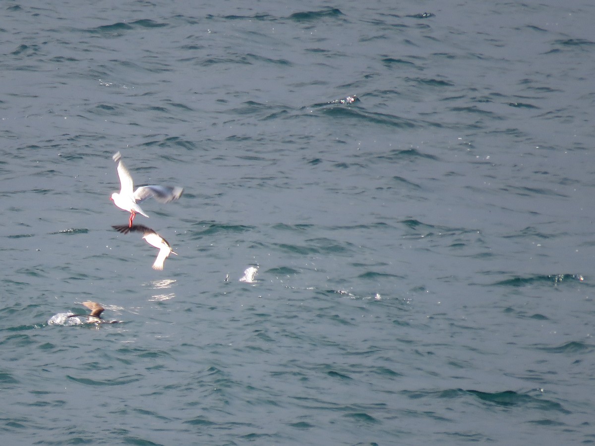 shearwater sp. - Sandy Gallito