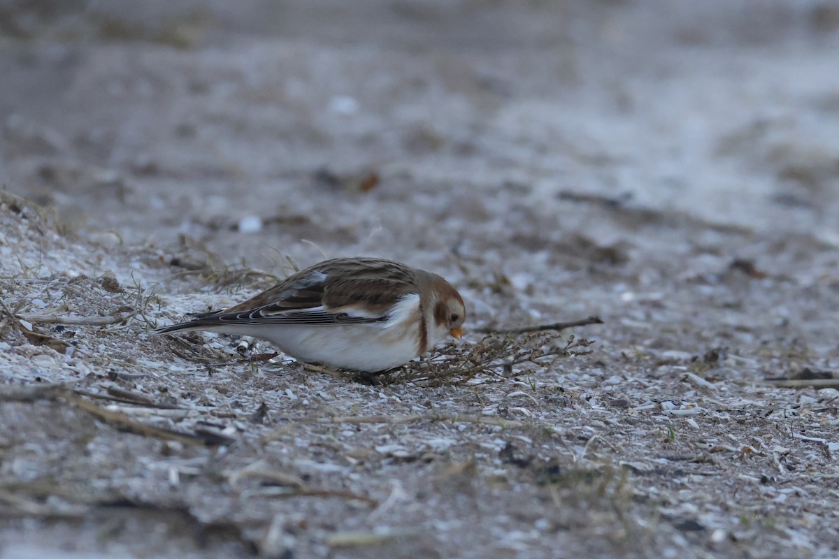 גיבתון שלג - ML525849641