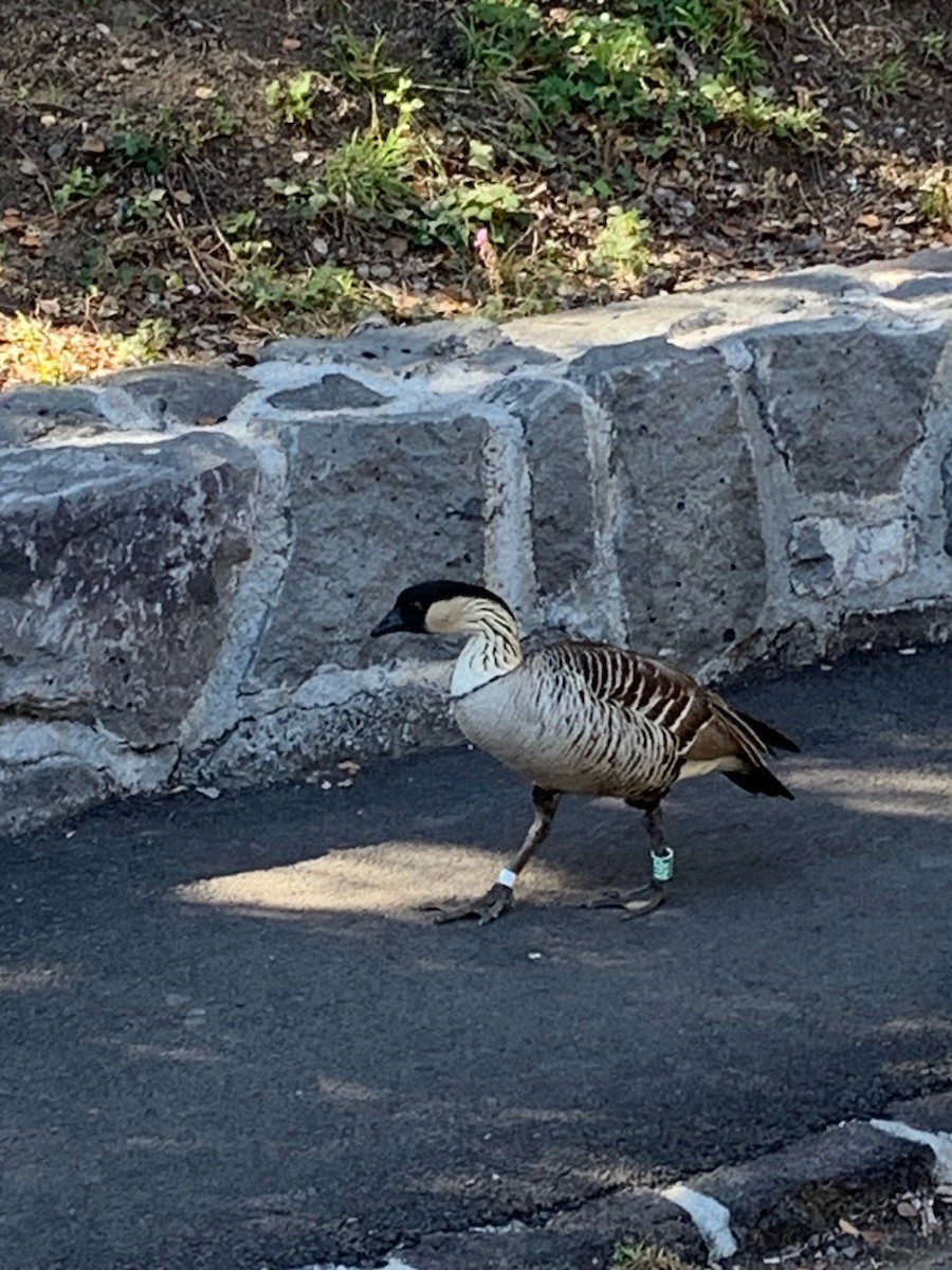 Hawaiian Goose - ML525850121