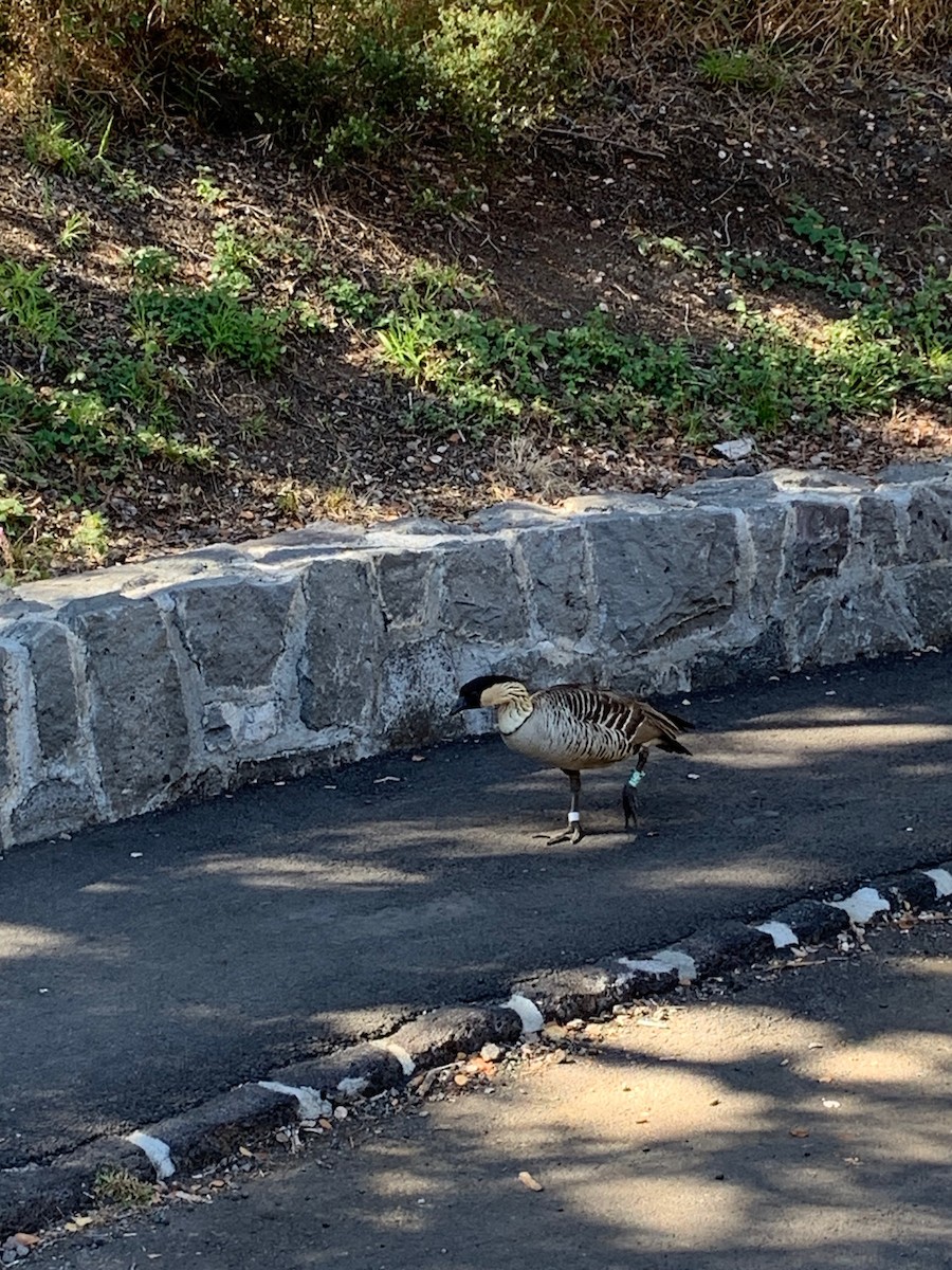 Hawaiian Goose - ML525850131