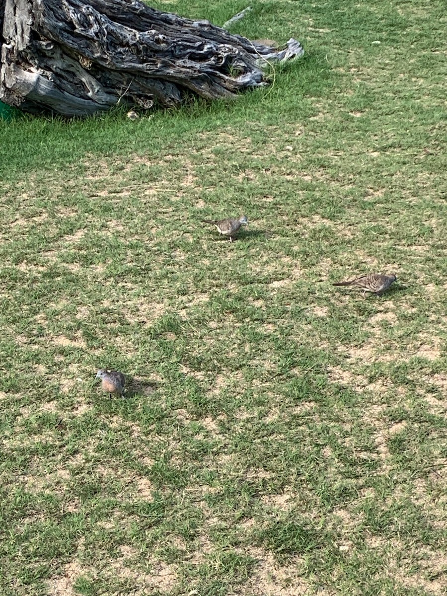 Zebra Dove - ML525850441