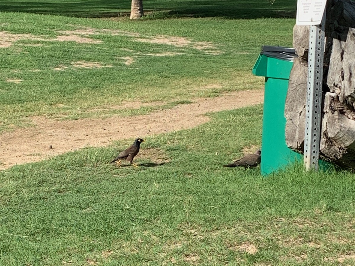 Common Myna - ML525850481