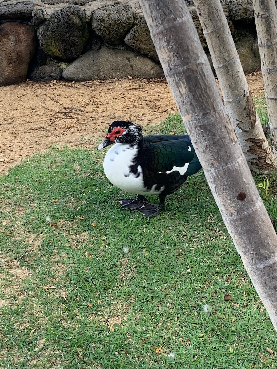 Muscovy Duck (Domestic type) - ML525850571