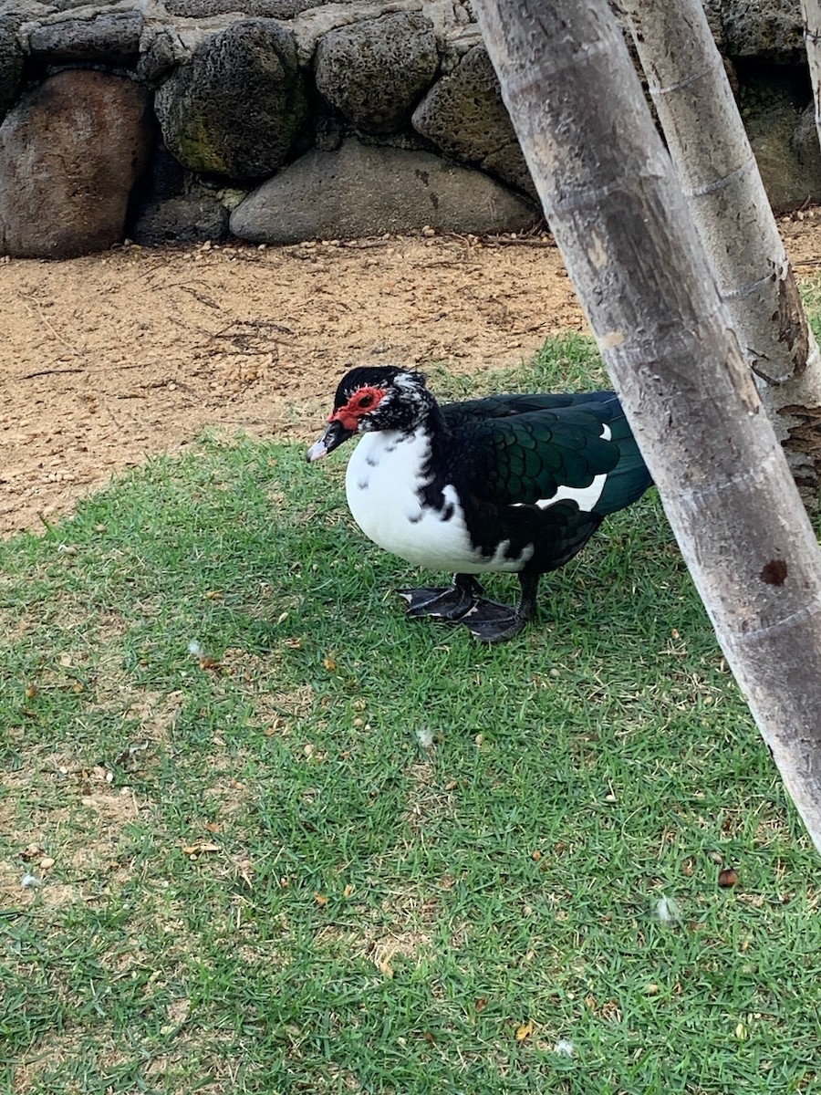 Muscovy Duck (Domestic type) - ML525850581