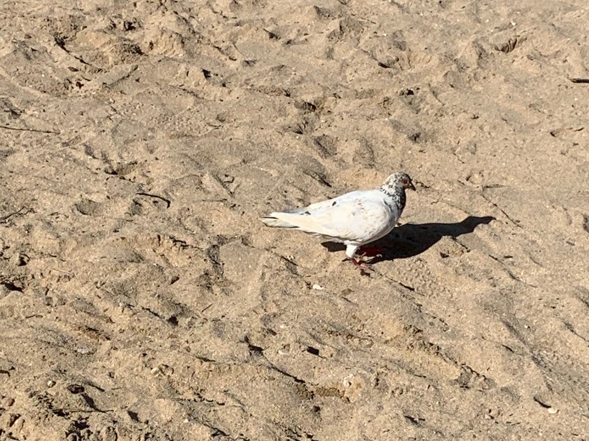 Rock Pigeon (Feral Pigeon) - ML525850741