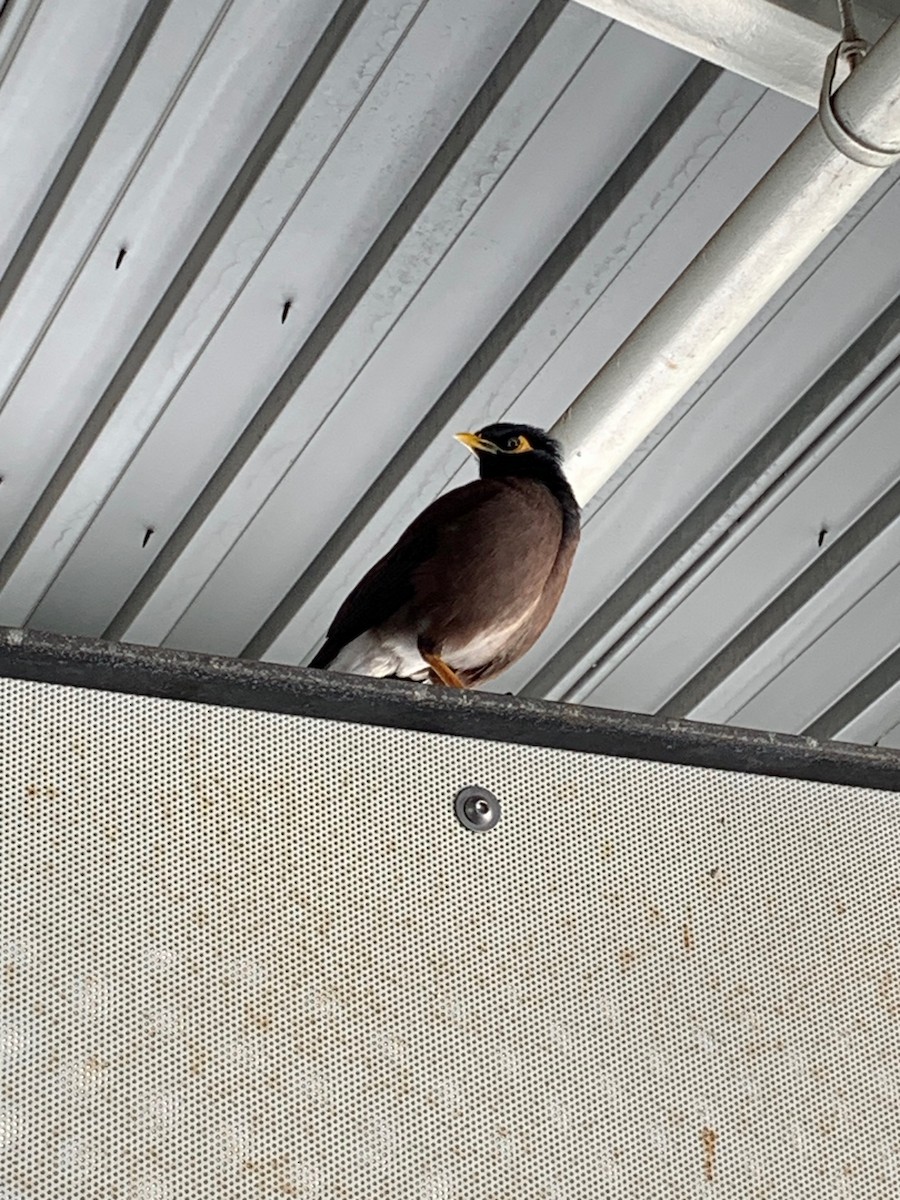 Common Myna - ML525850961