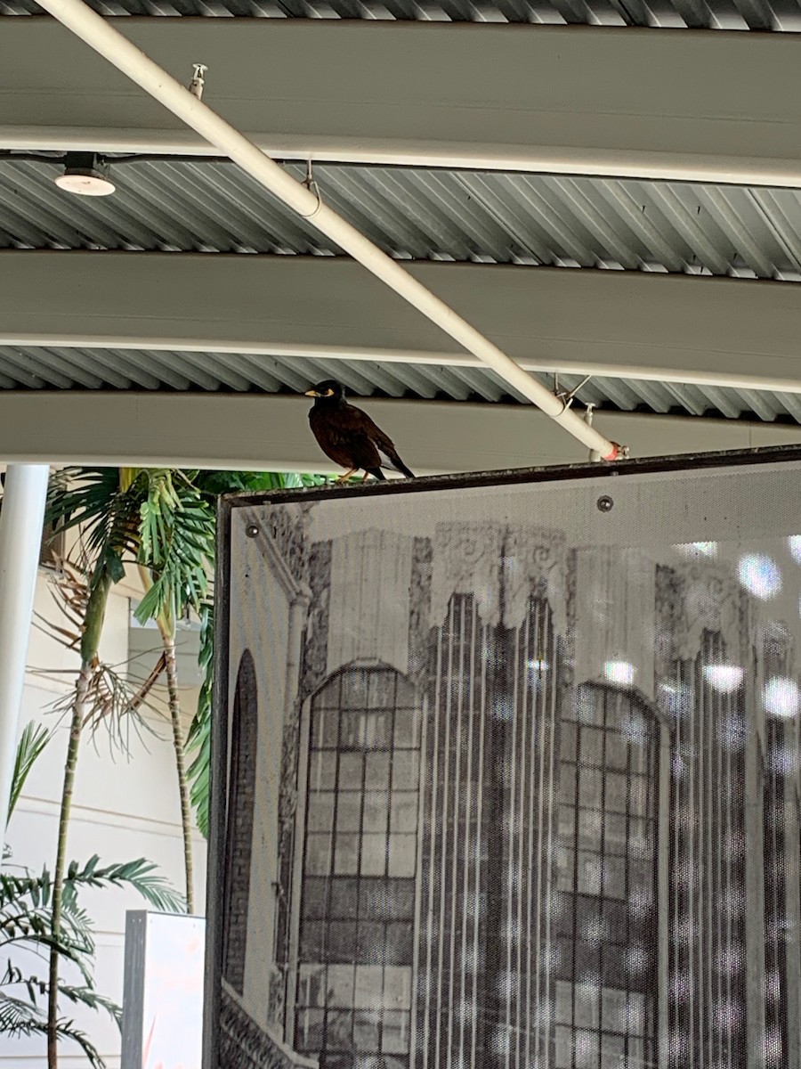 Common Myna - ML525850971