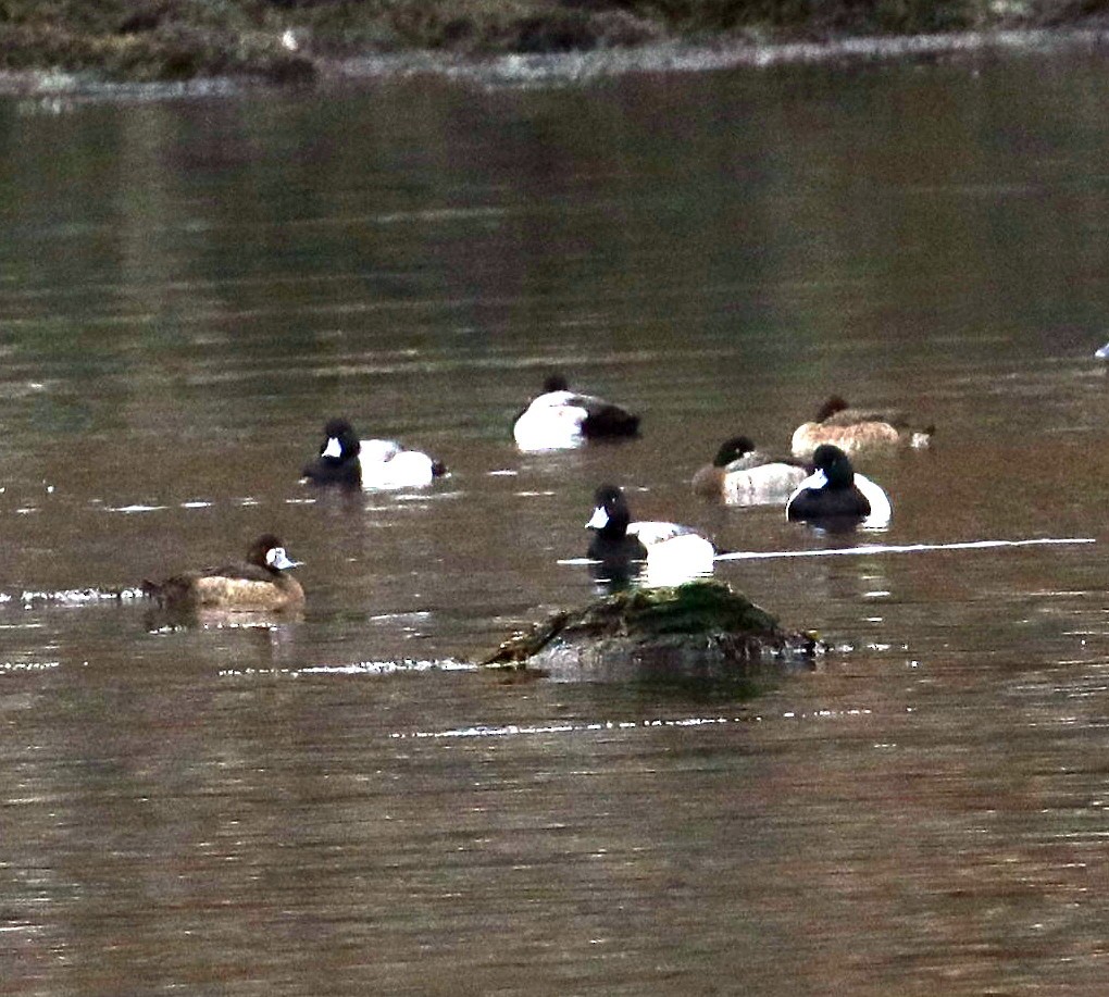 Lesser Scaup - ML525851311