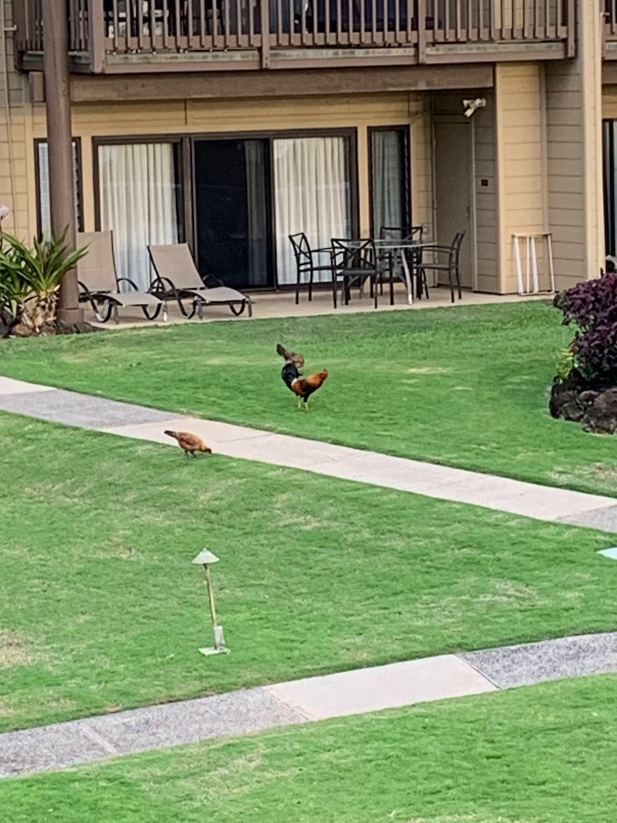 Red Junglefowl (Domestic type) - ML525851321