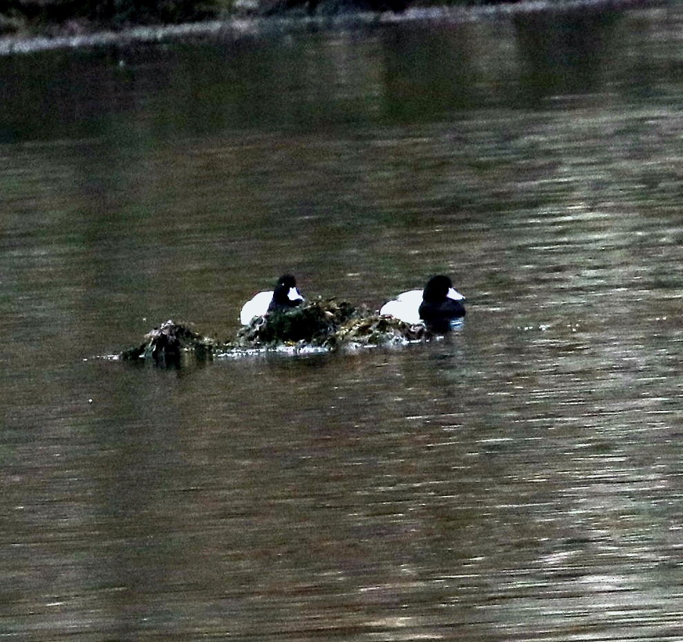 Lesser Scaup - ML525851351