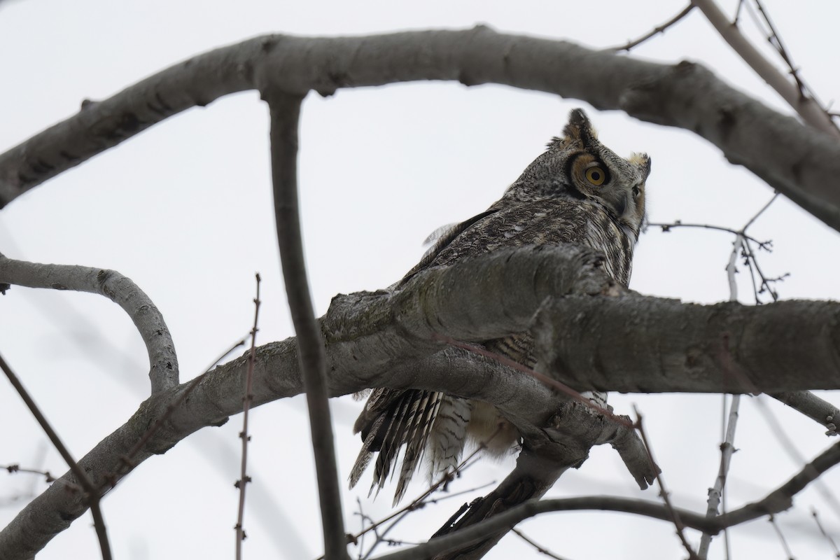 Great Horned Owl - ML525851531