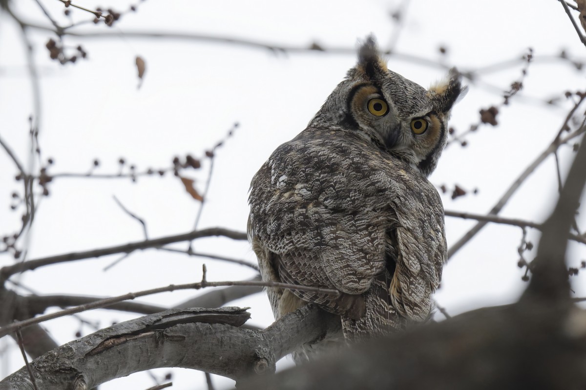 Great Horned Owl - ML525851711