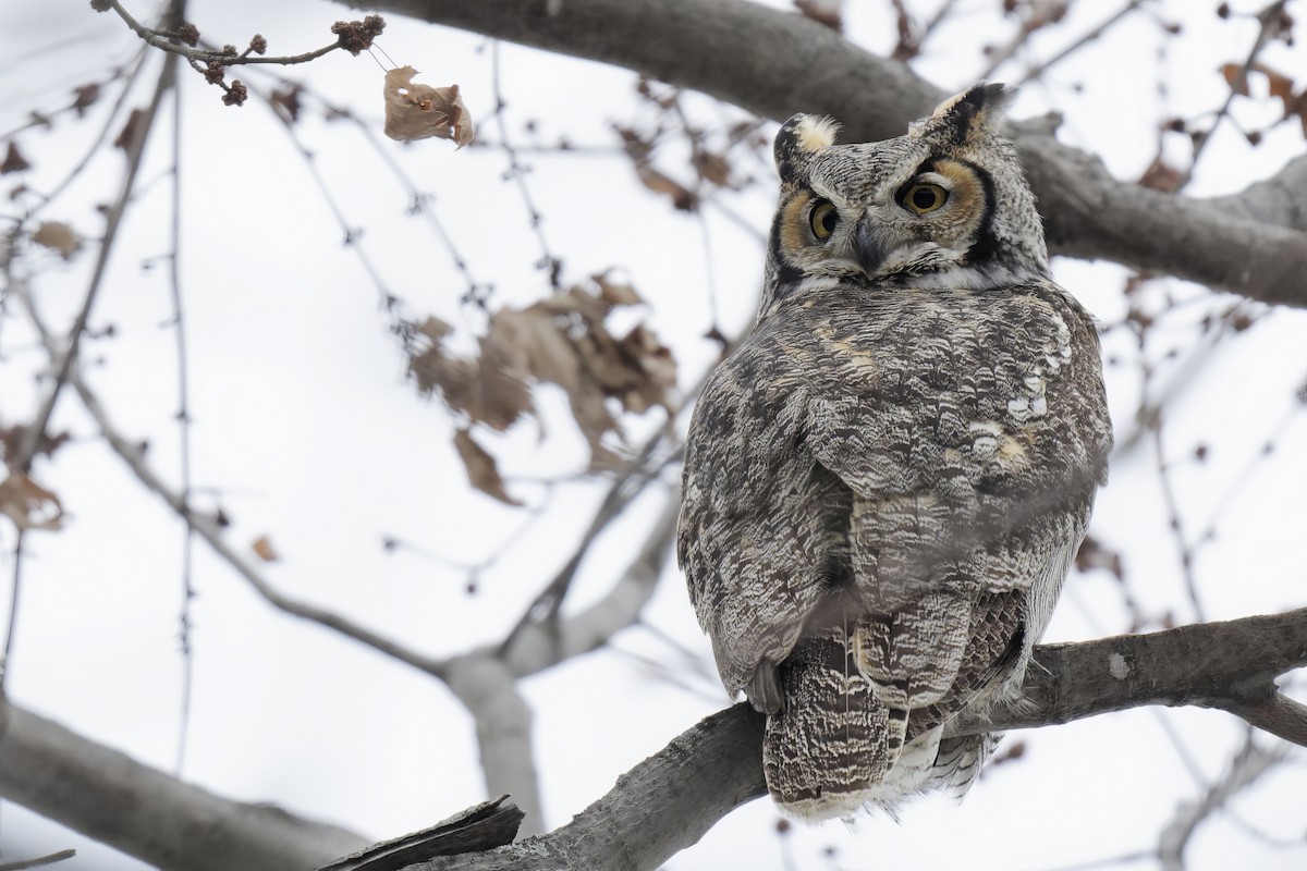 Great Horned Owl - ML525851821