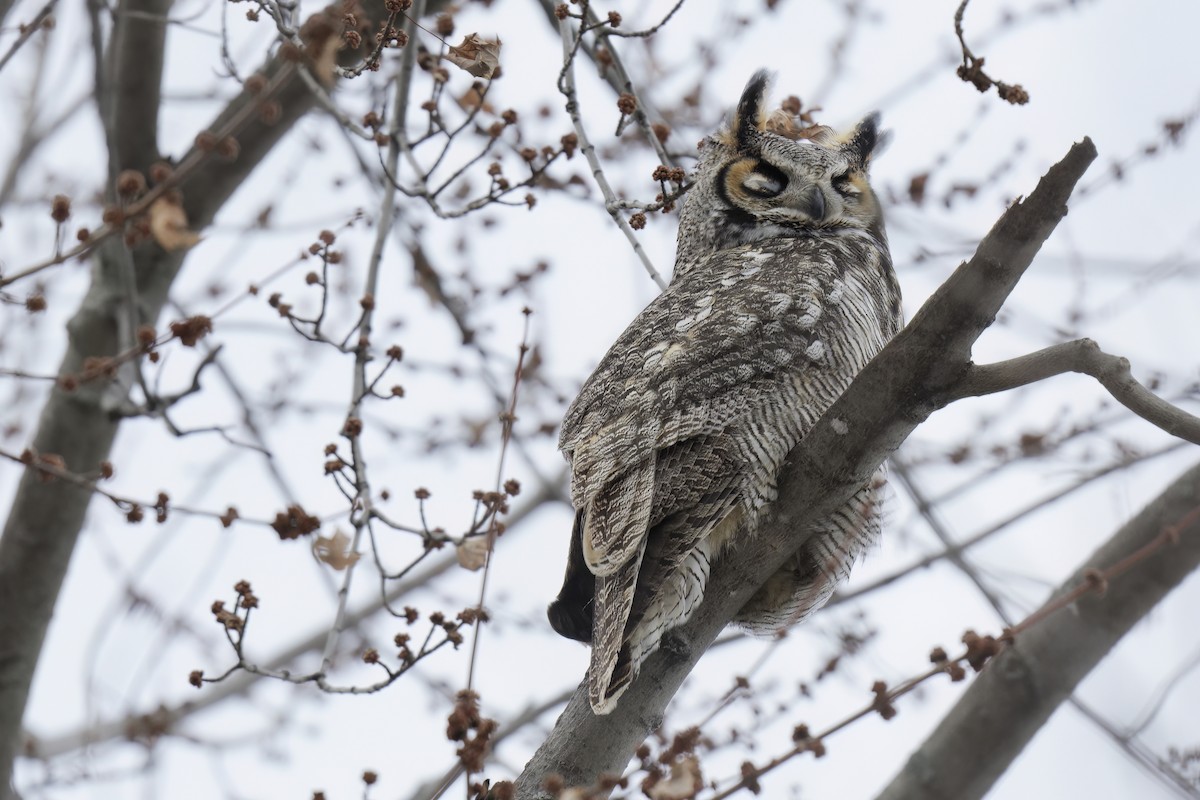 Great Horned Owl - ML525852081