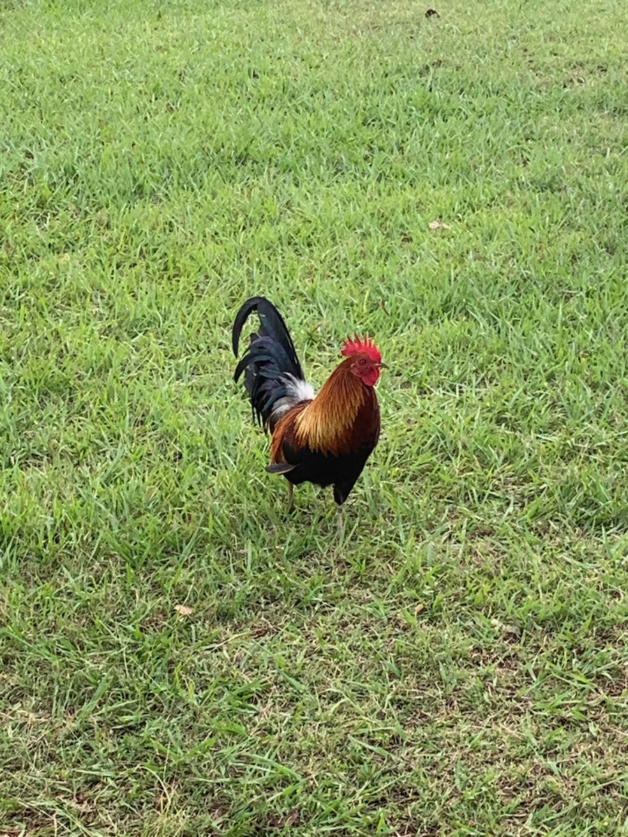Red Junglefowl (Domestic type) - ML525852111