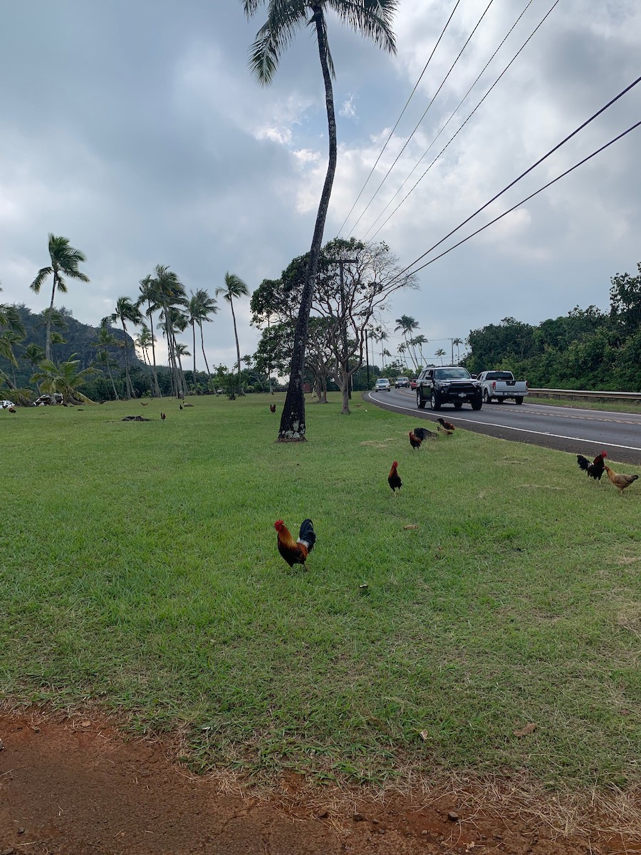Red Junglefowl (Domestic type) - ML525852121