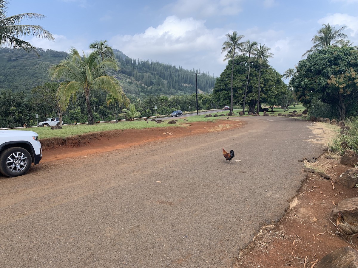 Red Junglefowl (Domestic type) - ML525852161