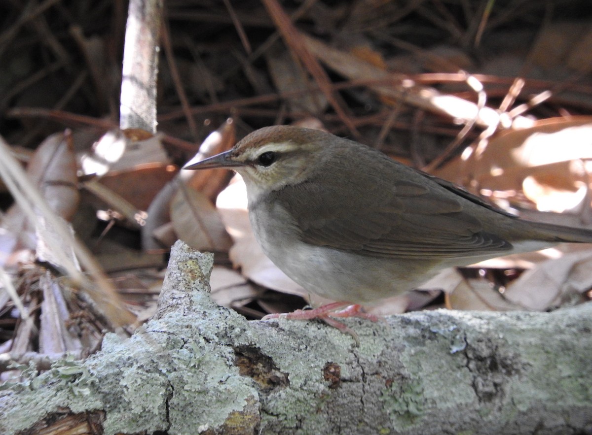 Swainson's Warbler - Wendy Meehan