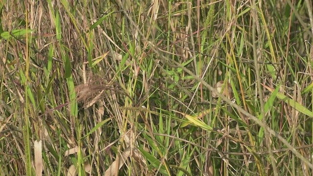 Marsh Wren - ML525853571