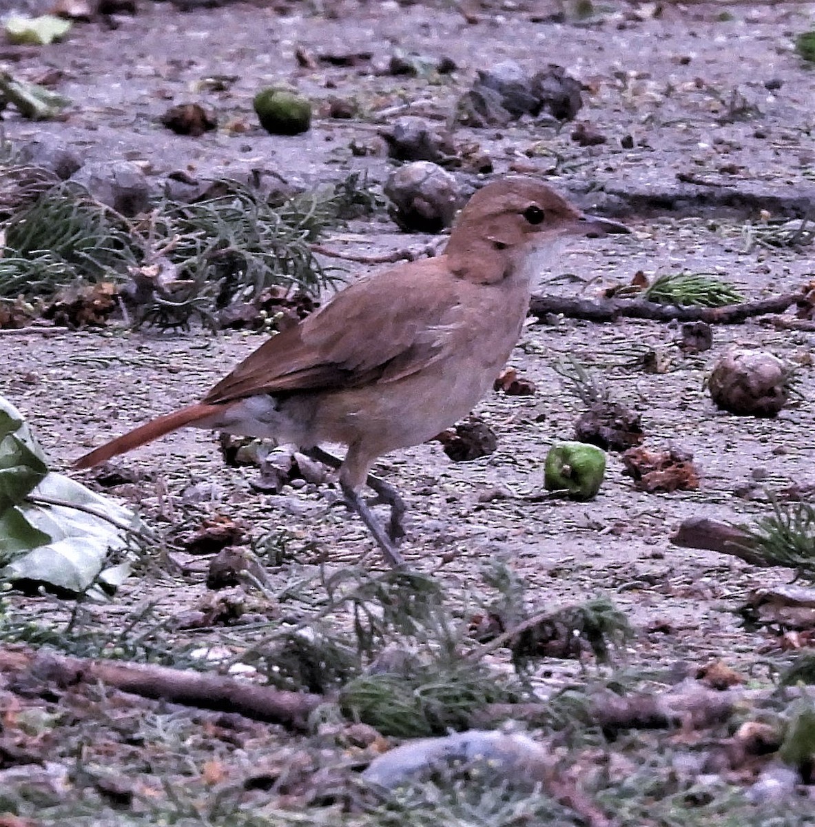 Rufous Hornero - Hugo Hulsberg