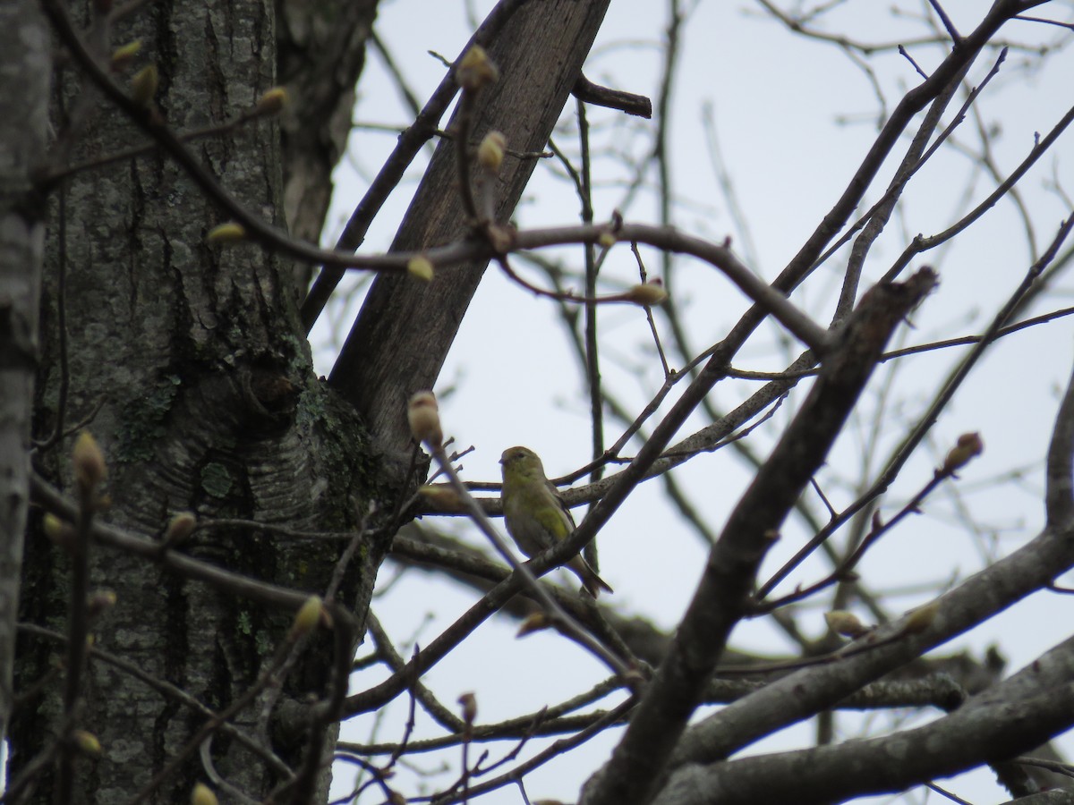 American Goldfinch - ML52585551