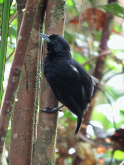 Black Bushbird - ML525855551