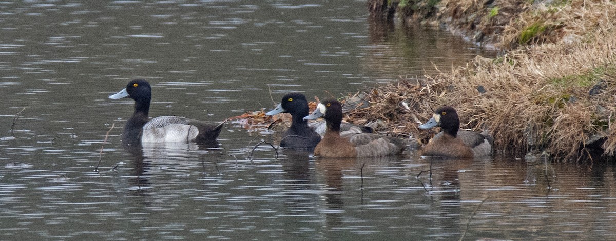 Greater Scaup - ML525856431