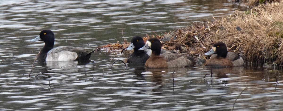 Greater Scaup - ML525856441