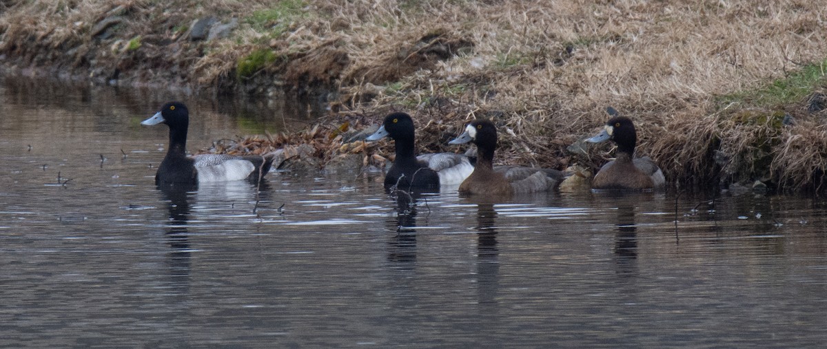 Greater Scaup - ML525856451