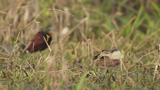 Jacana du Mexique - ML525857991