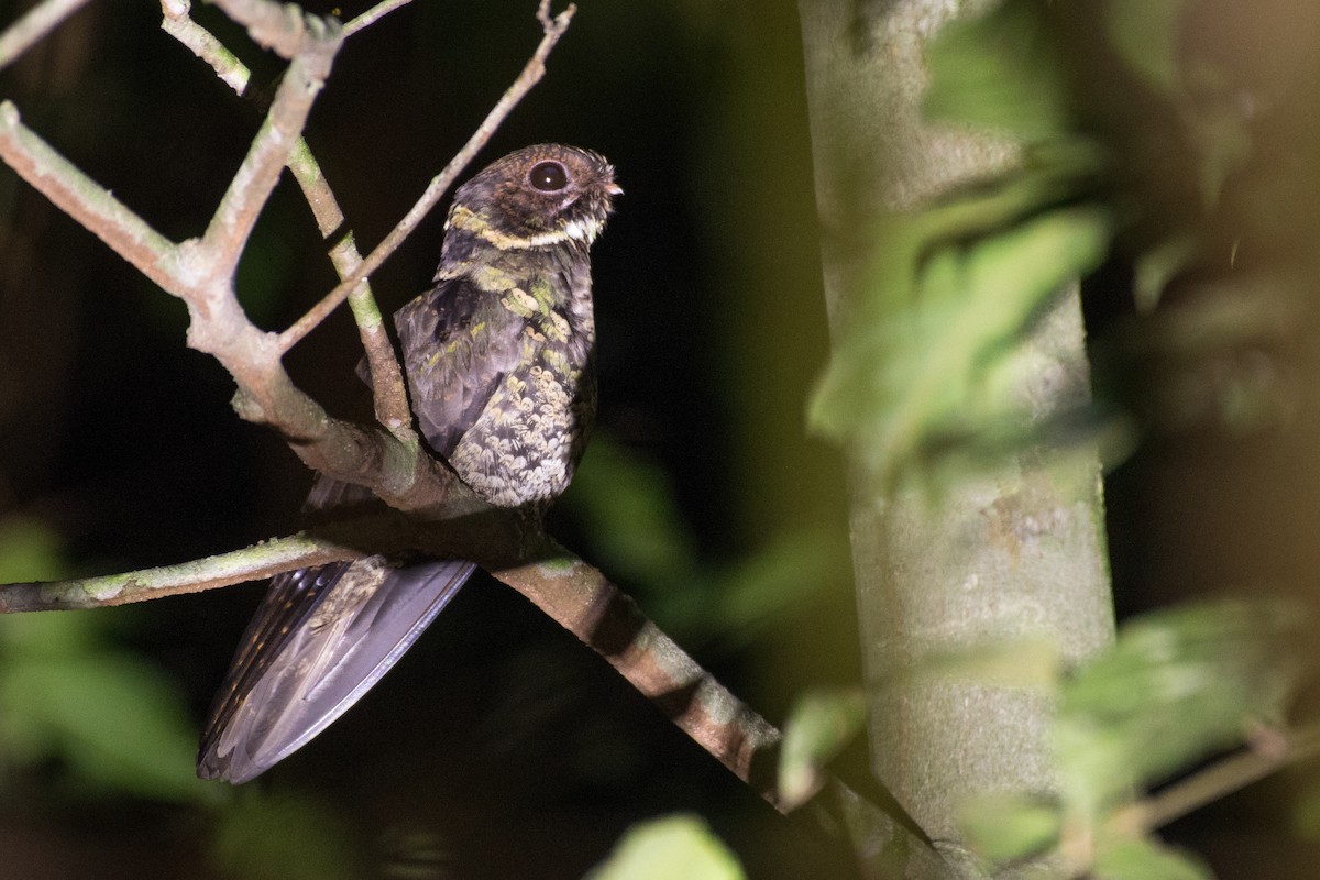 Malaysian Eared-Nightjar - ML525858111