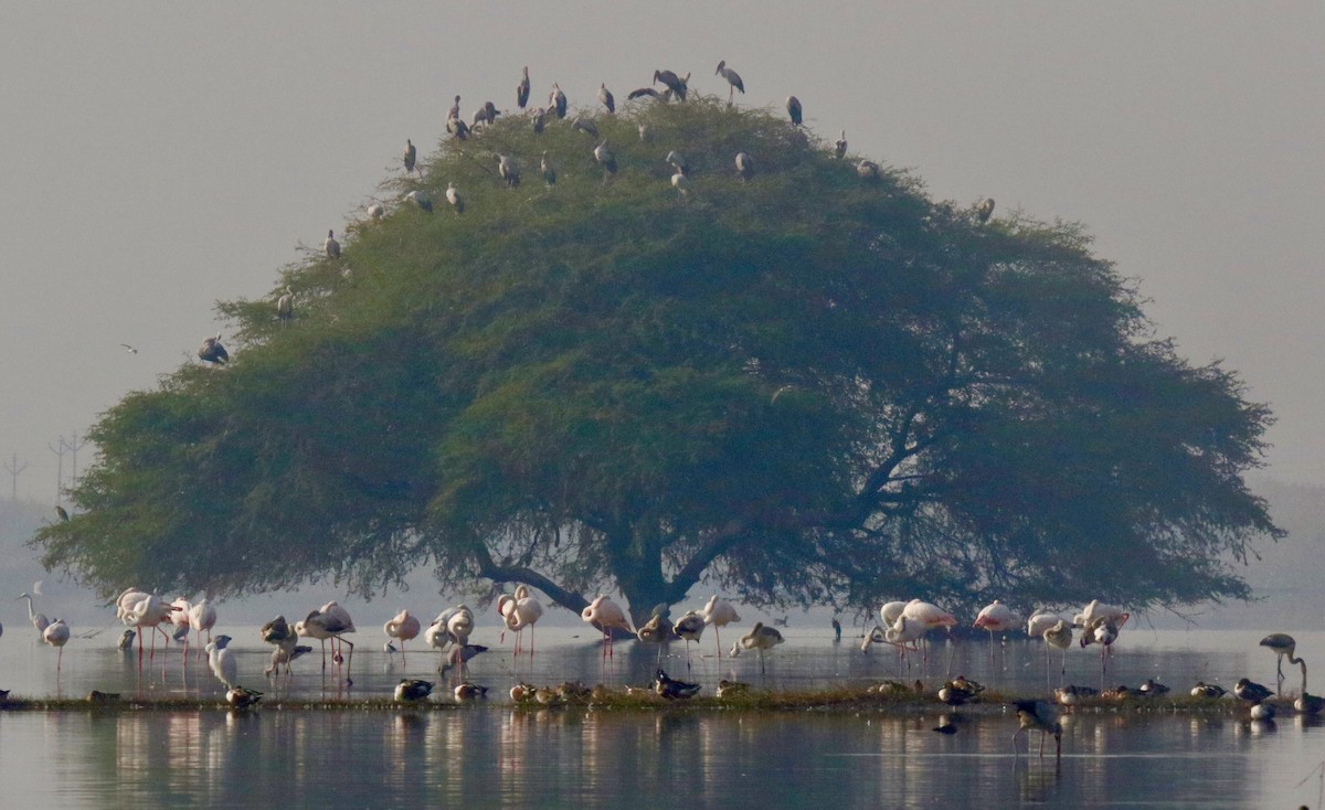 Greater Flamingo - Paul Cullen