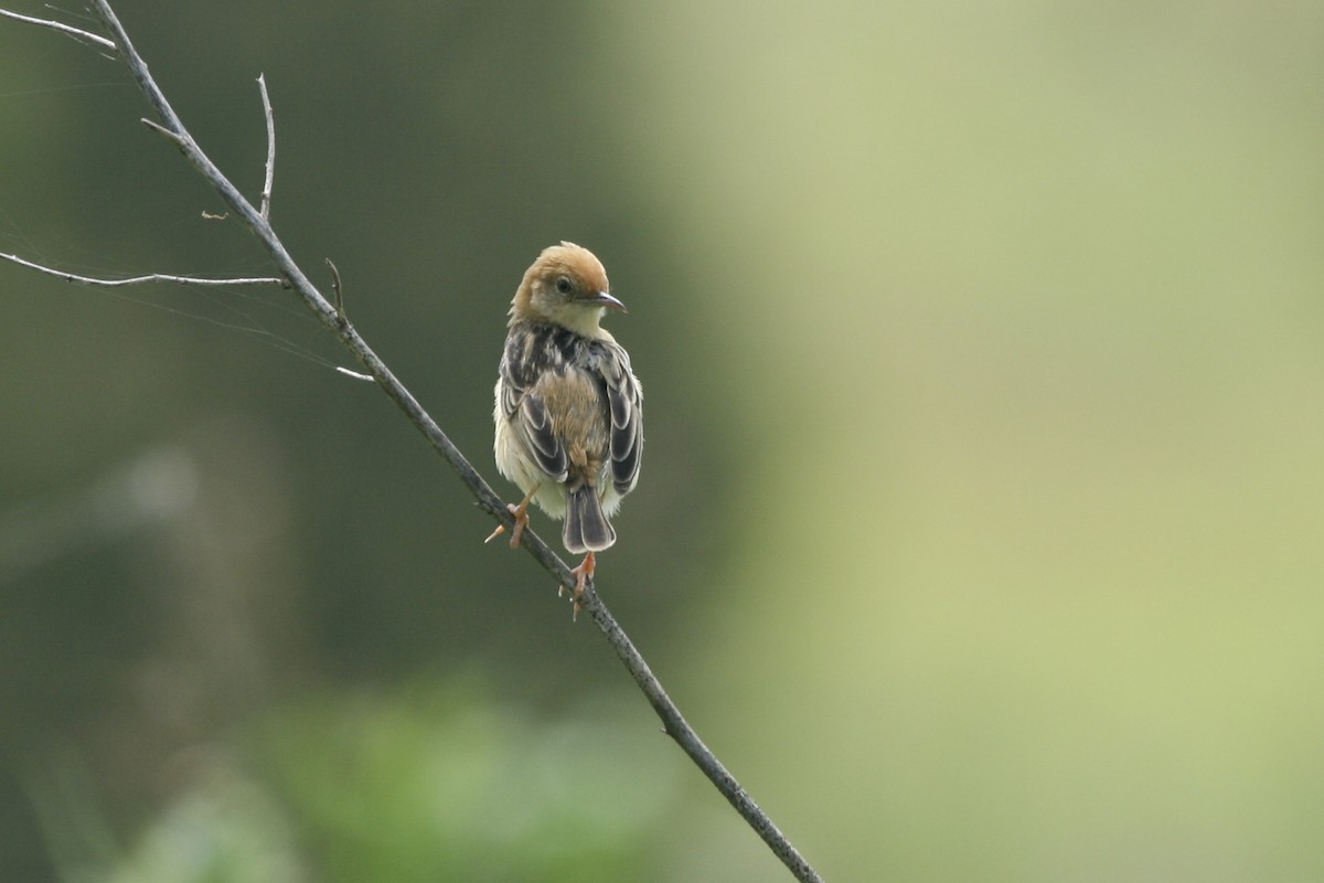 Golden-headed Cisticola - ML525858481