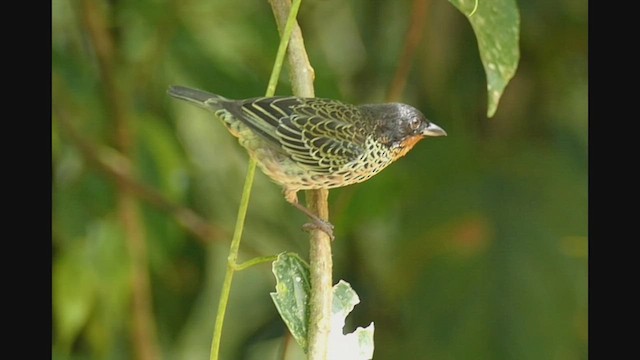 Rufous-throated Tanager - ML525858491