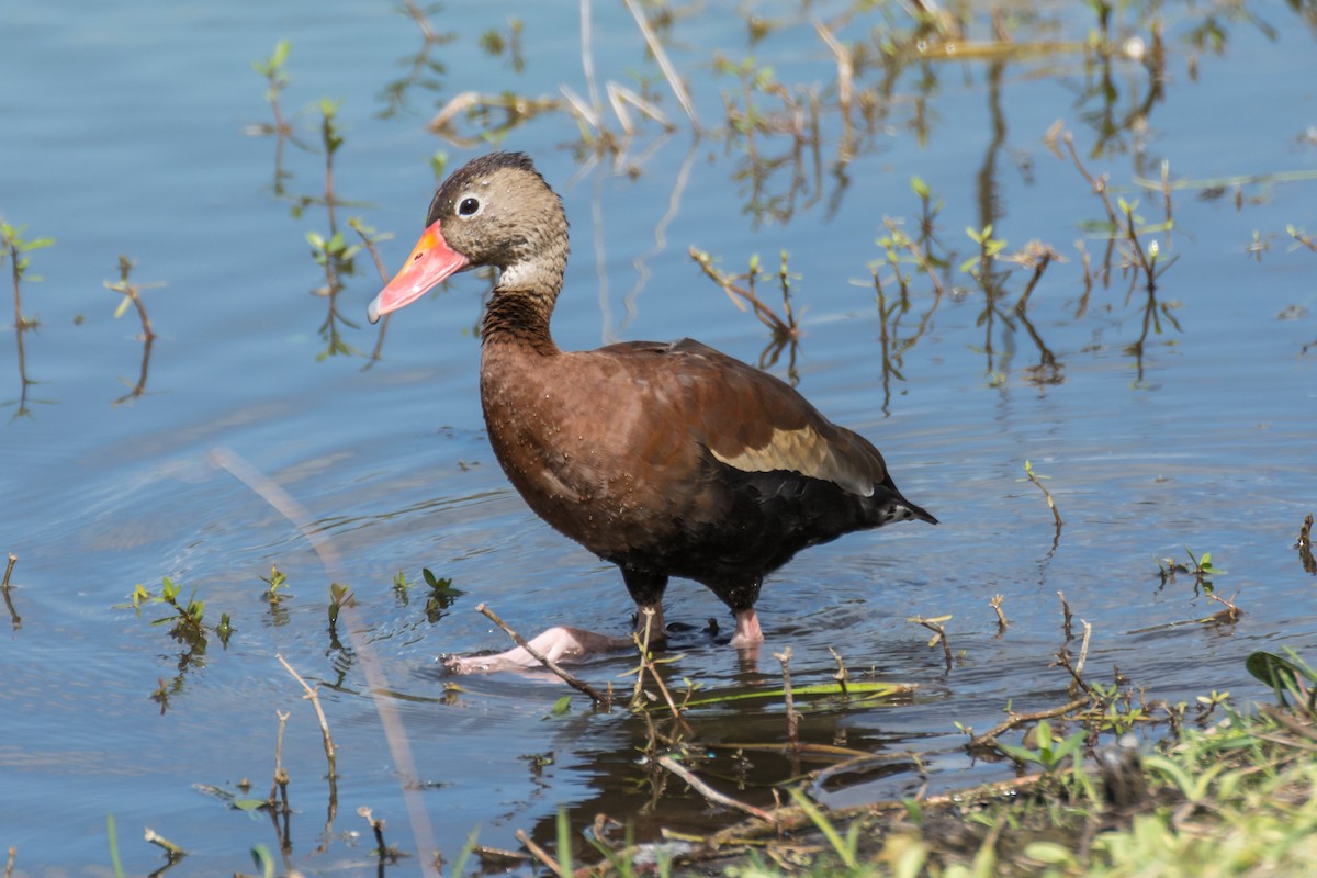 Black-bellied Whistling-Duck - Camille Merrell