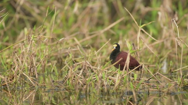 Jacana du Mexique - ML525859531