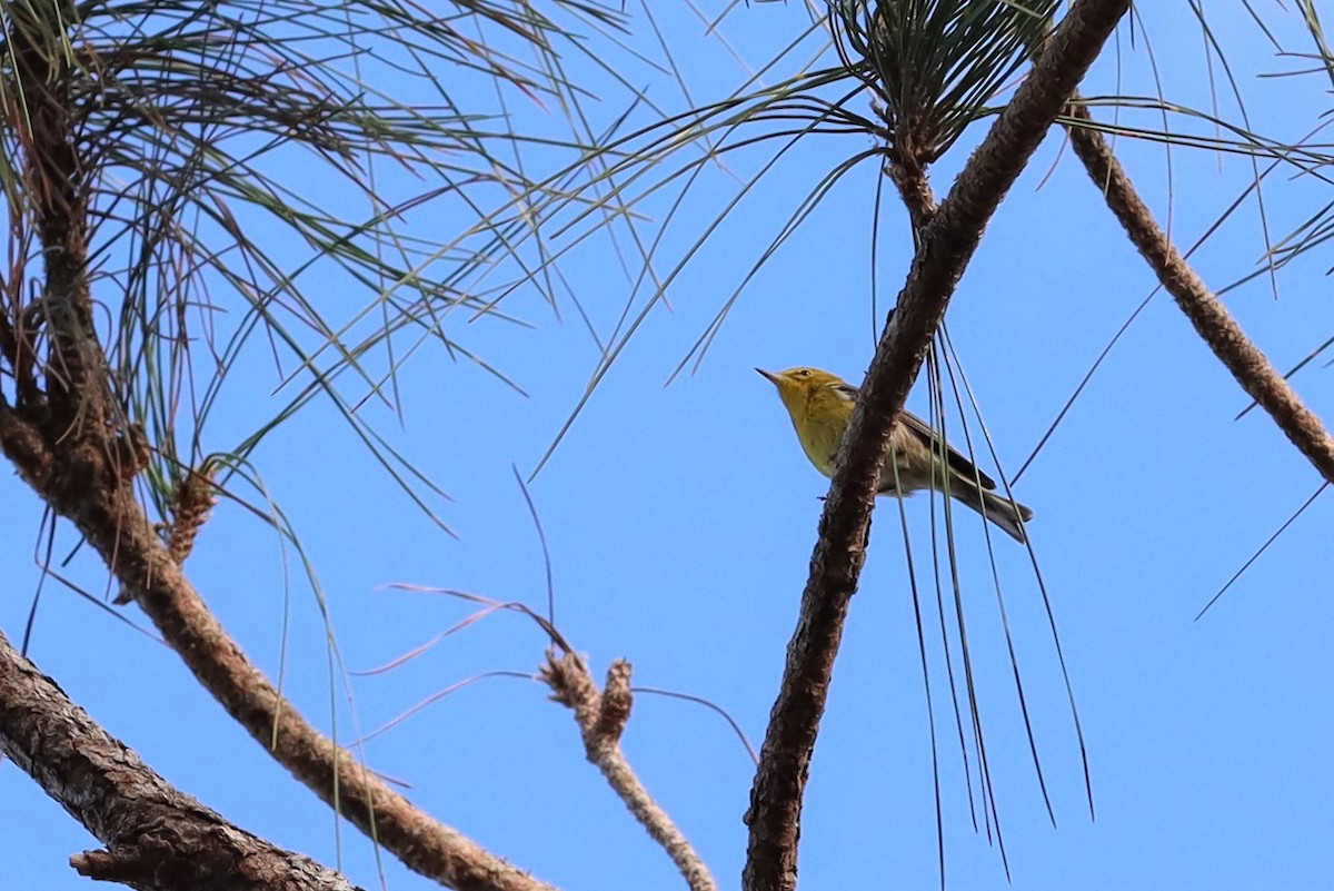 Palm Warbler - Margaret Viens