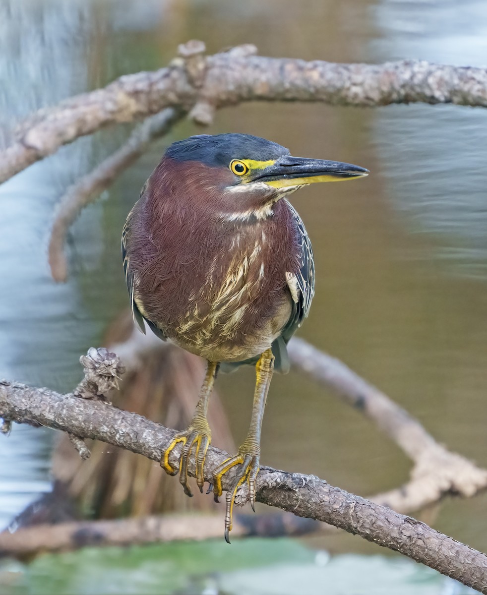 Green Heron - ML525863701