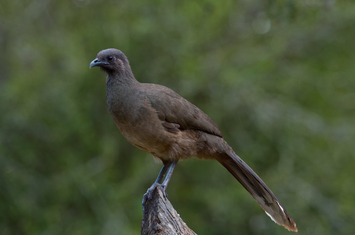 Plain Chachalaca - Nathaniel Sharp