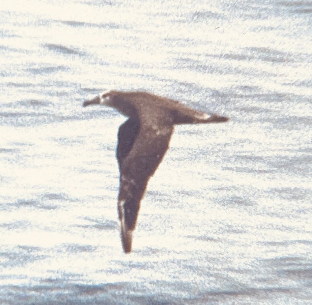 Black-footed Albatross - ML525864611
